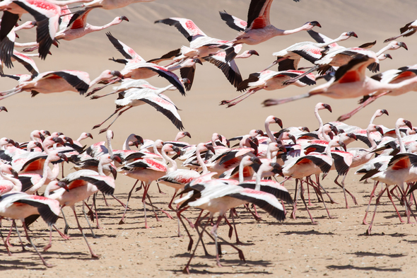 Flamingos in Walvis Bay, Namibia