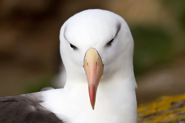 Black browed albatross in Antarctica