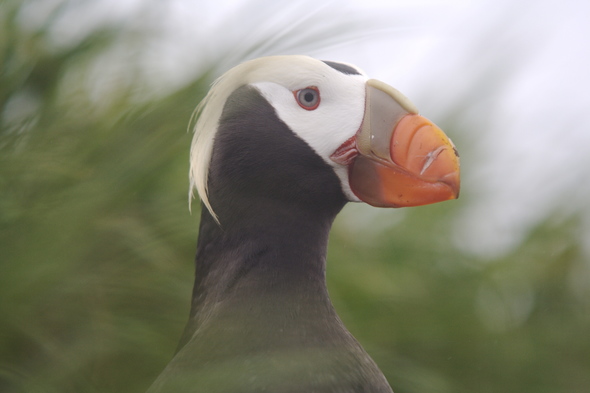 Tufted puffin, Commander Islands, Russia