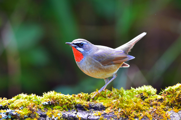 Siberian rubythroat, Russian Far East