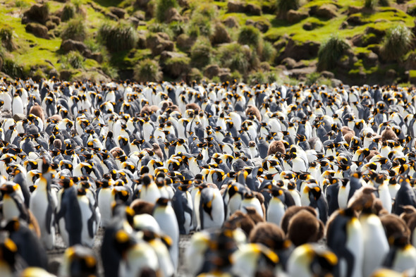 King penguins on Macquarie Island, Australia