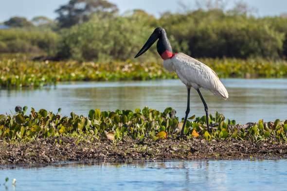 Jabiru stork in Brazil