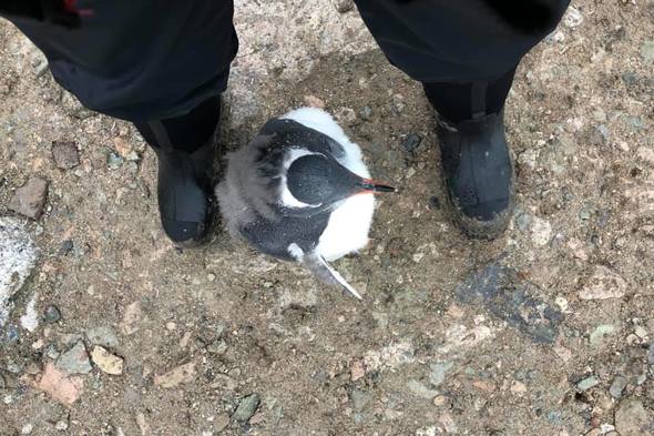 Sharon makes friends with a gentoo penguin in Antarctica