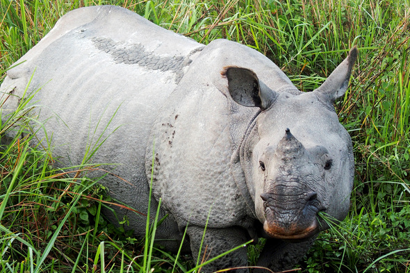 One-horned rhinoceros in Kaziranga National Park, India