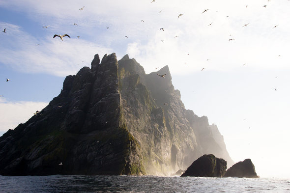 Gannets on St Kilda, Scotland