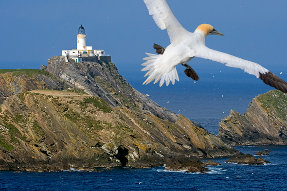Northern gannet over Unst, Shetland Islands