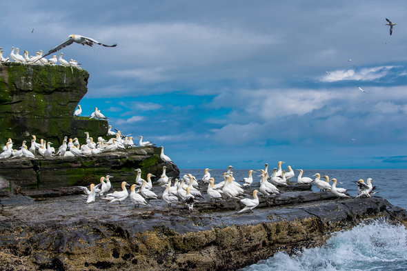 Gannets on the Isle of Noss, Scotland