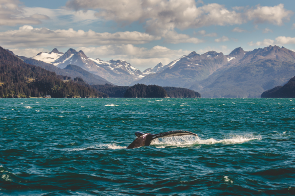 Humpback whale in Alaska