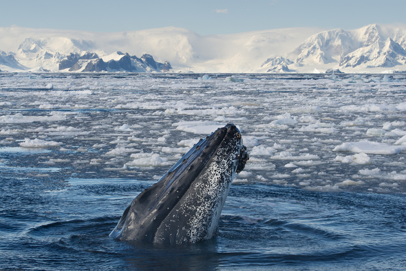 Humpback whale in Antarctica