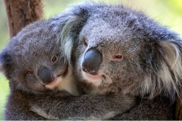 Koalas in Victoria Zoo, Australia