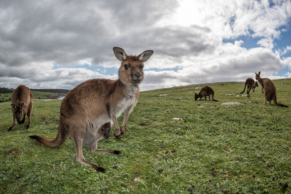 Kangaroo Island, Australia