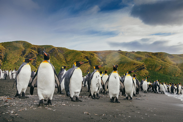Penguins in South Georgia