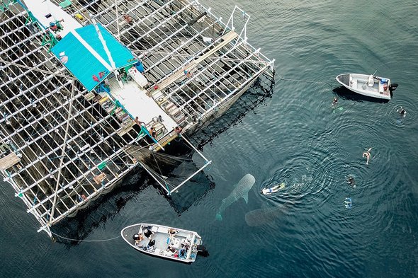 True North Adventure Cruises - Diving with whale sharks in Cenderawasih Bay, West Papua, Indonesia
