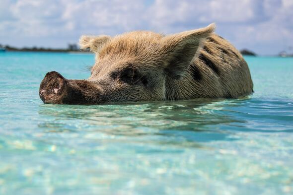 Swimming pigs, Big Major Cay, Bahamas