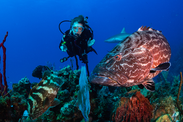 Sylvia Earle diving © Michael Aw