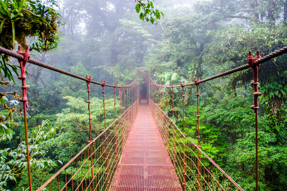 Monteverde cloud forest, Costa Rica