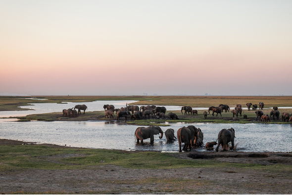 Elephants in the Chobe river, Botswana