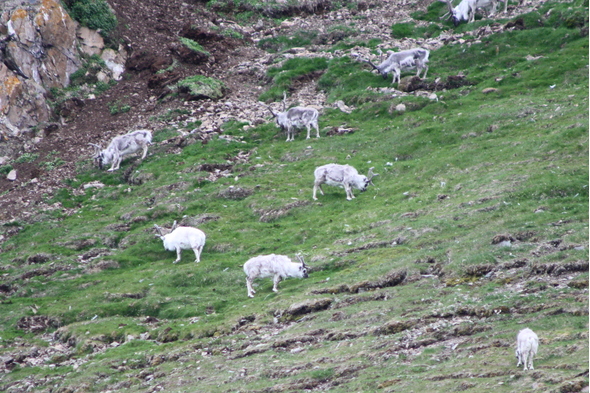 Herd of Karibu reindeer, Arctic