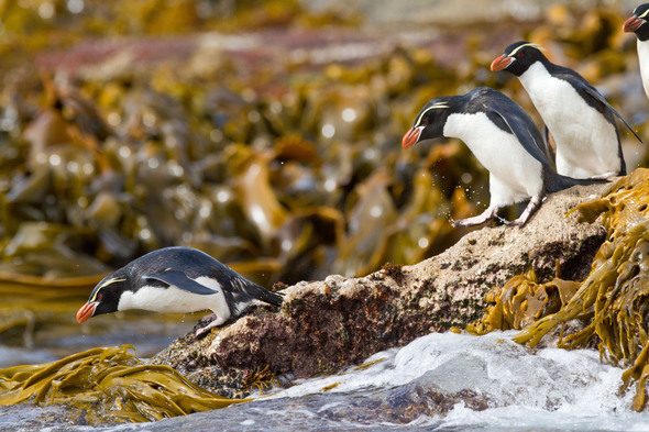 Crested penguins on Snares Island, New Zealand