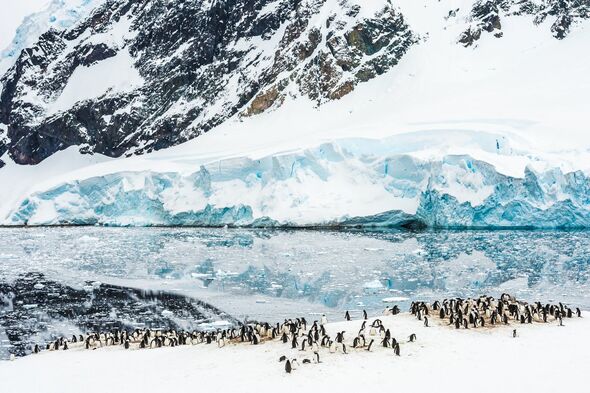 Gentoo penguins, Neko Harbour