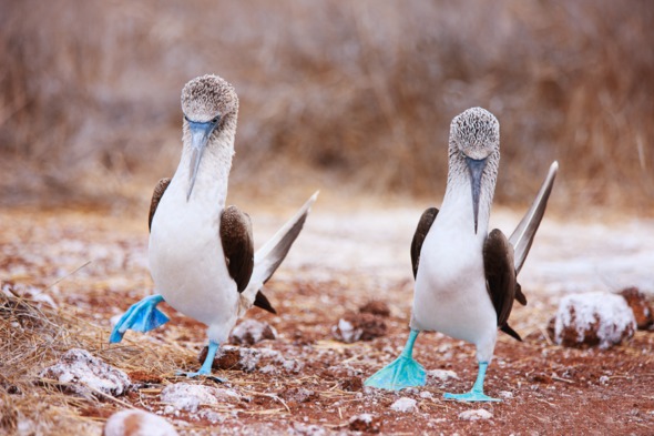 Pair of blue footed boobies, Galapagos