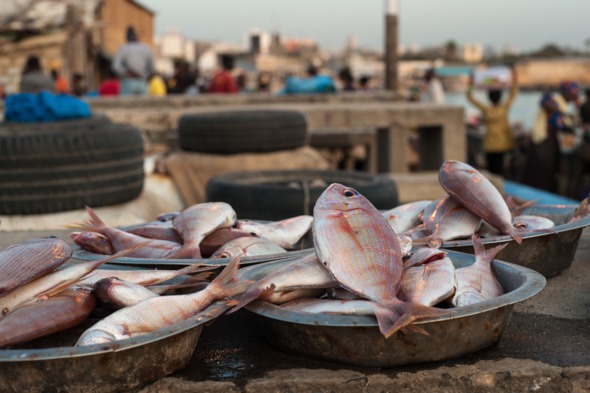 Fish market in Dakar, Senegal