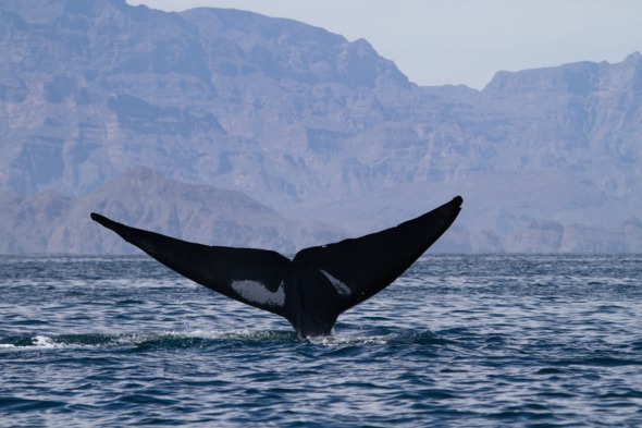 Blue whale in the Sea of Cortez