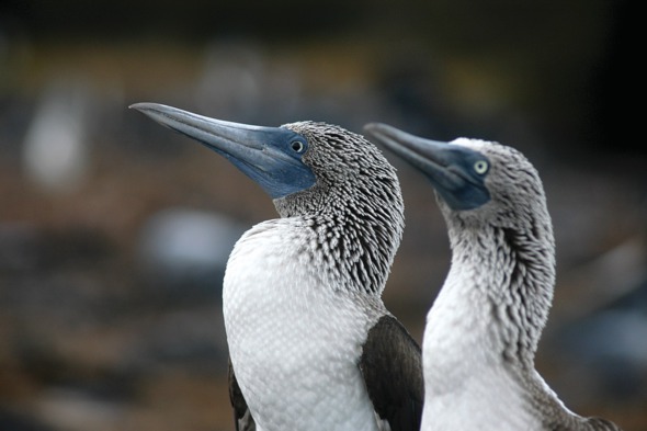 Blue footed boobies, Galapagos