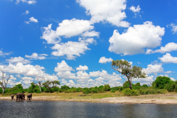 Elephants in Chobe National Park, Botswana