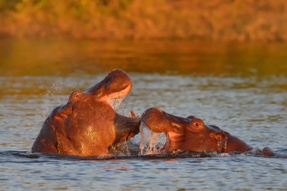 Hippos in Chobe National Park, Botswana