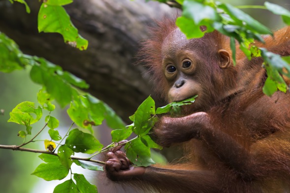 Orang utan in Borneo