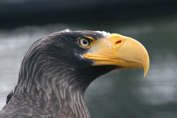 Steller's sea eagle in the Russian Far East