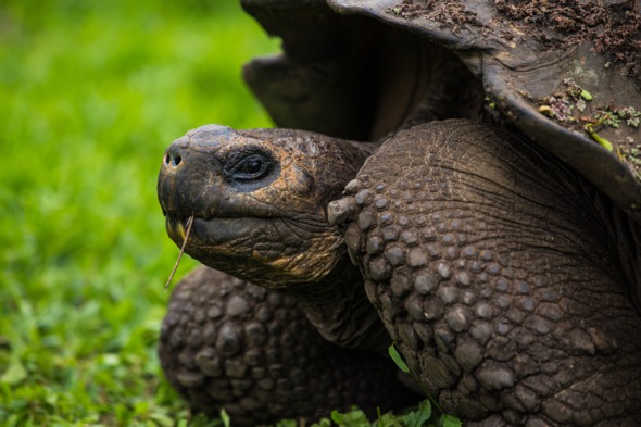 Galapagos giant tortoise