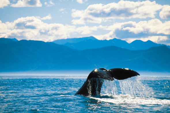 Whale watching in Alaska