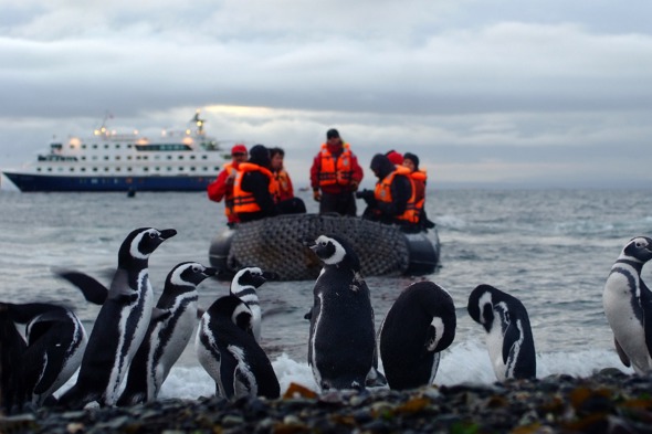 Australis - Penguins on Magdalena Island