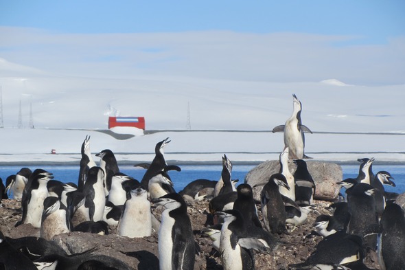 Chinstrap penguins on Half Moon Island, Antarctica