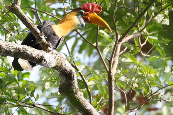 Knobbed hornbill in Tangkok National Park, Sulawesi