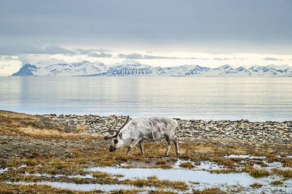 Reindeer in Svalbard