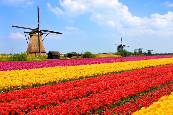 Windmills and tulip fields in the Netherlands