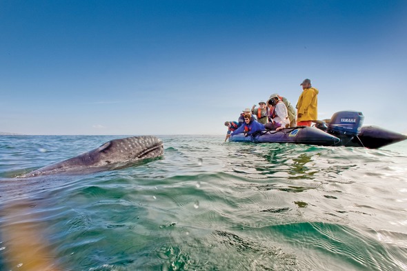 Lindblad Expeditions in the Sea of Cortez, Mexico