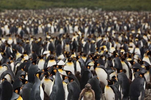 King penguins in South Georgia