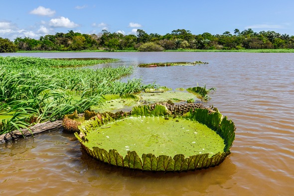Water lily near Santarem in the Amazon rainforest