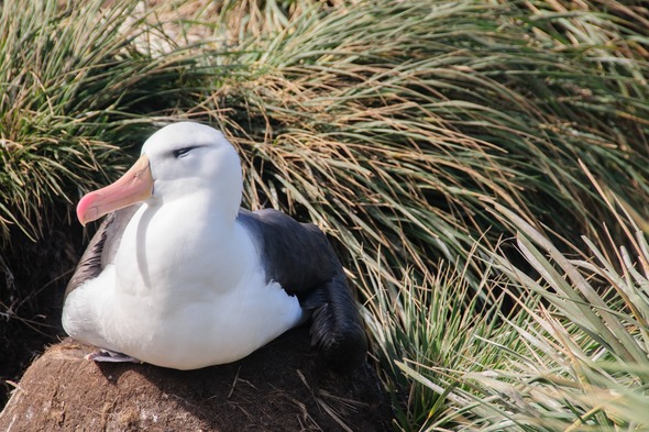 Black browed albratross in the Falkland Islands