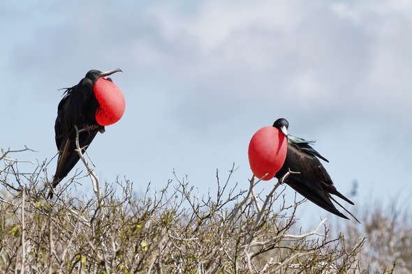 Frigate birds on Genovesa Island, Galapagos