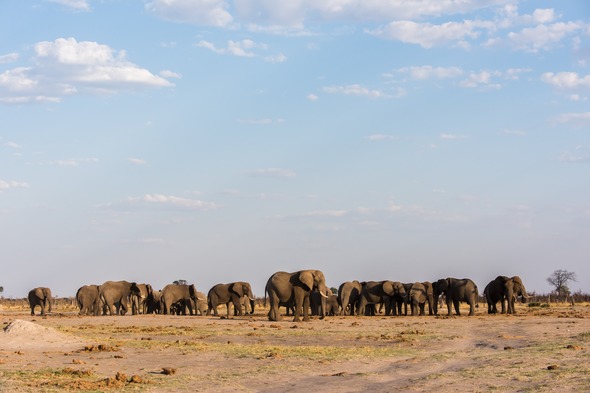 Elephants in Chobe National Park, Botswana
