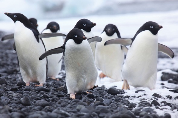 Silversea Expeditions - Adélie penguins in Antarctica