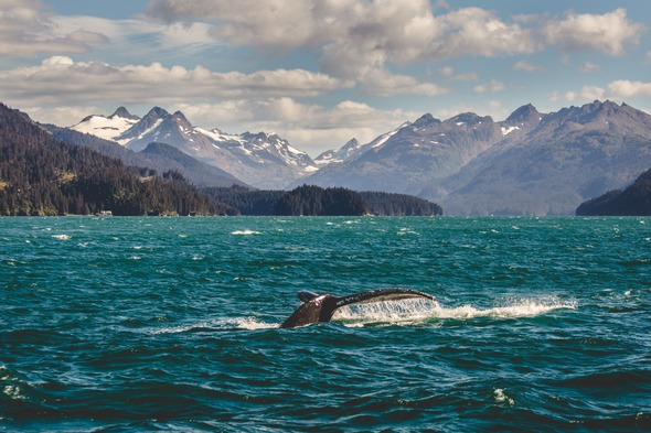Wild Russia - Humpback Whale
