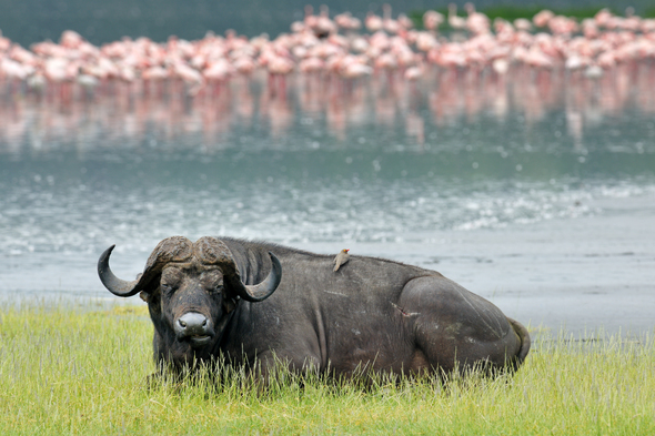 Water buffalo on safari in Kenya