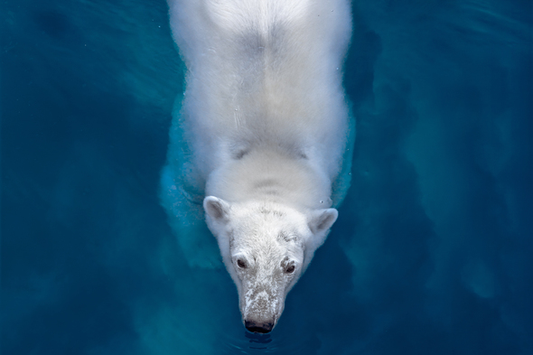 Off The Map magazine - Polar bear swimming