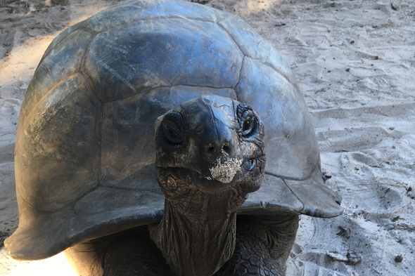 Giant tortoise in Aldabra, Seychelles